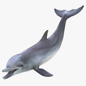 Dolphin Rigged